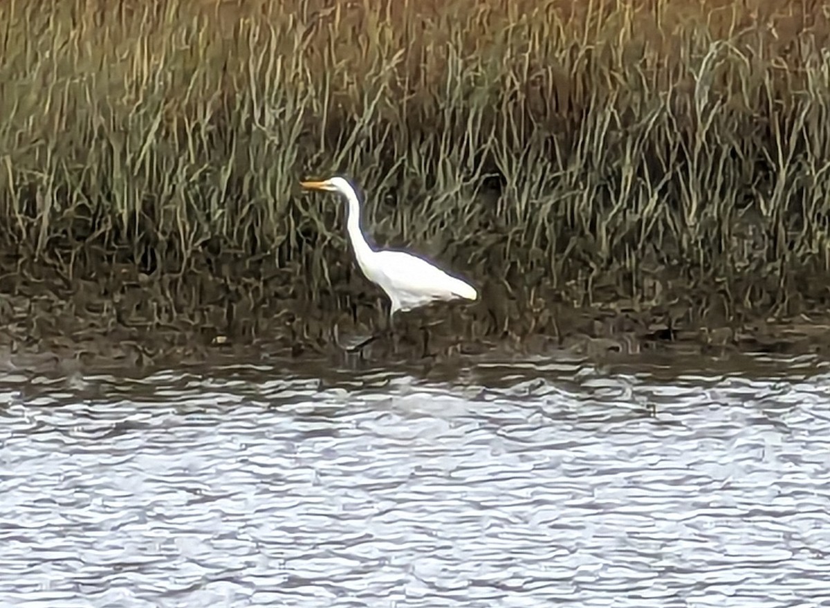 Great Egret - ML609983254