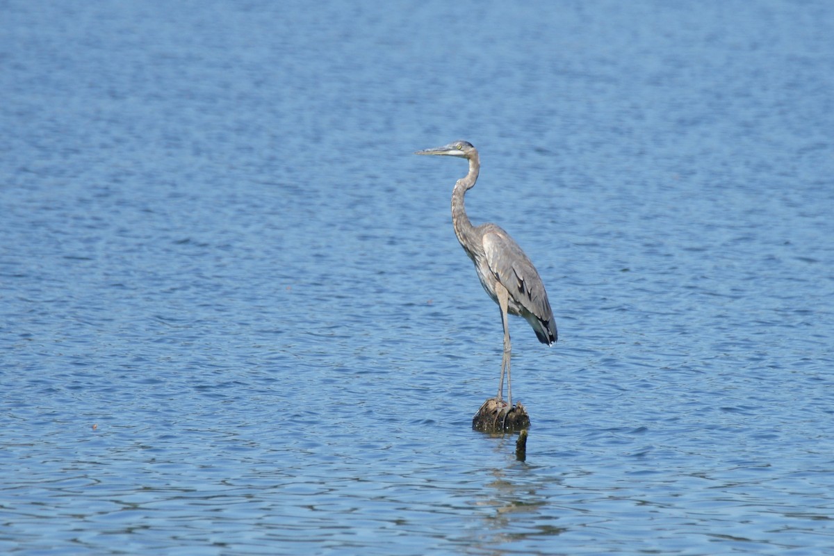 Garza Azulada - ML609983302