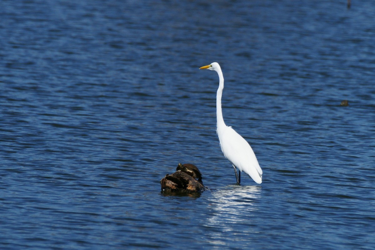 Grande Aigrette - ML609983314