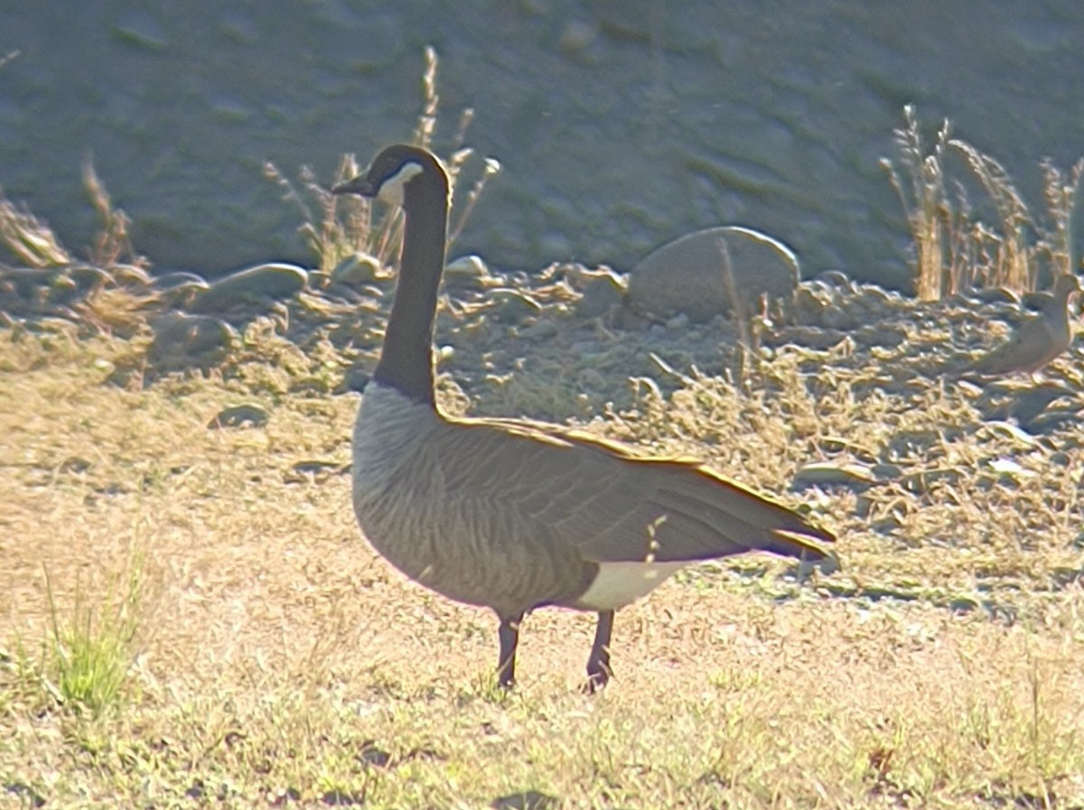 Canada Goose - ML609983335