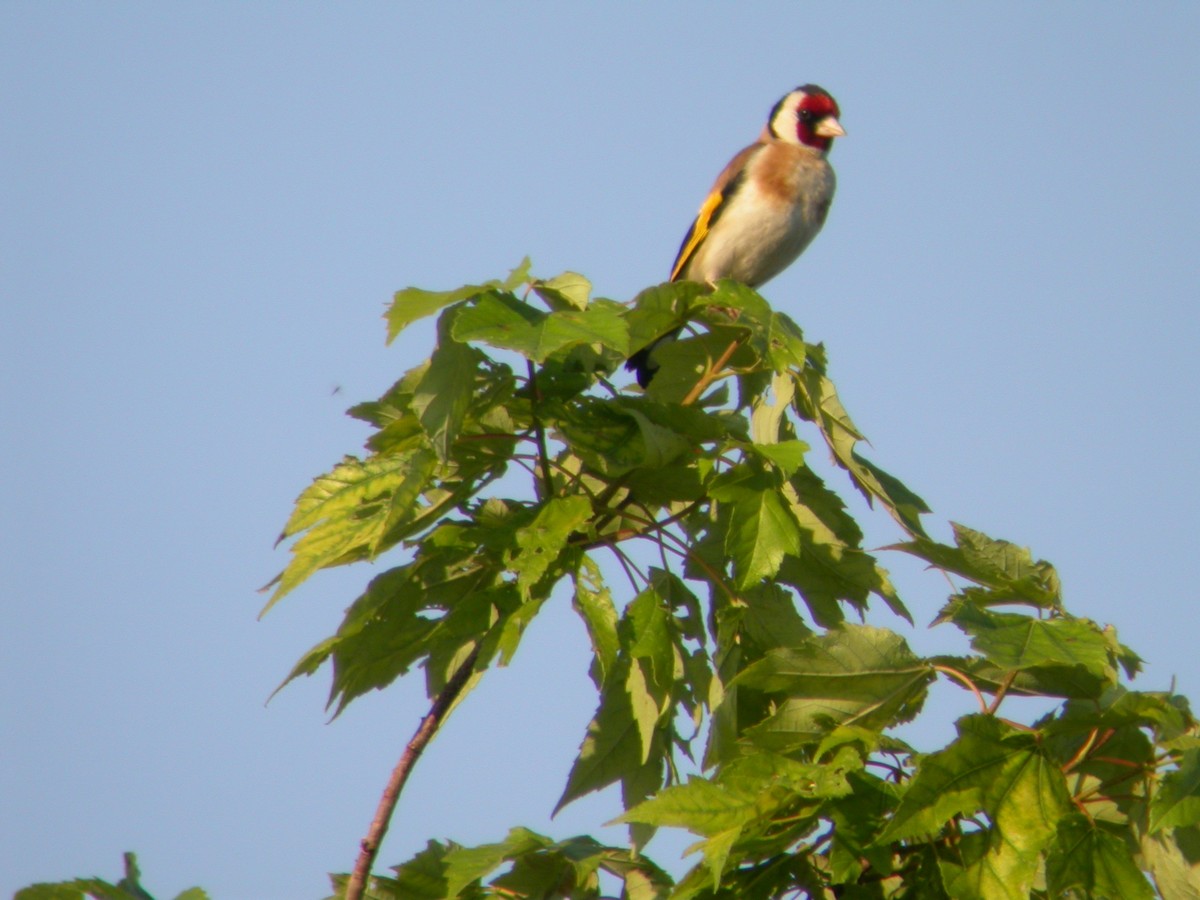 European Goldfinch - ML609983345