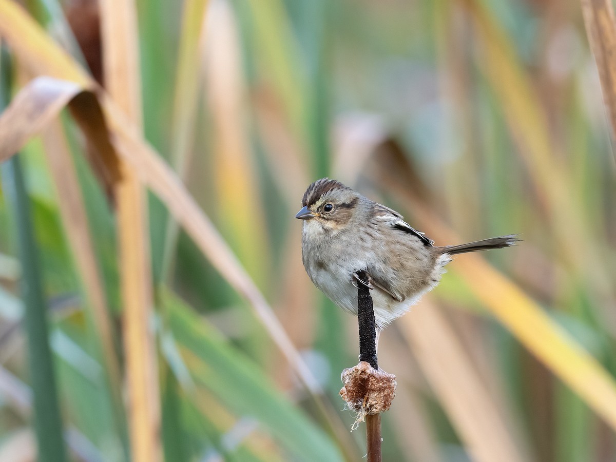 Swamp Sparrow - Jeff Smith