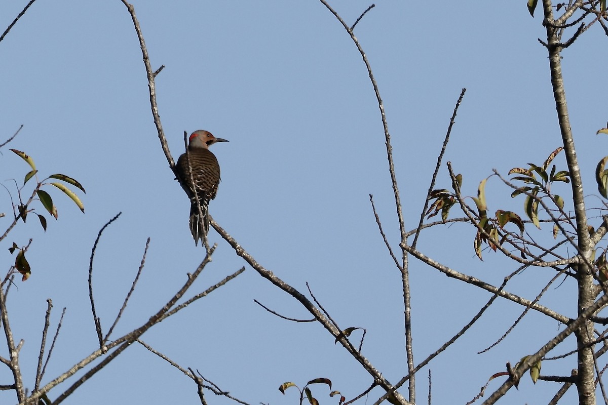 Northern Flicker - ML609983358