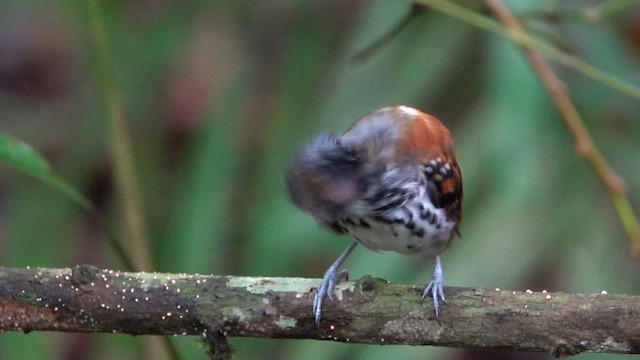 Spotted Antbird - ML609983449