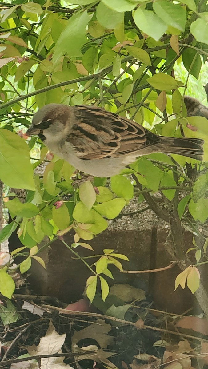 House Sparrow - ML609983518