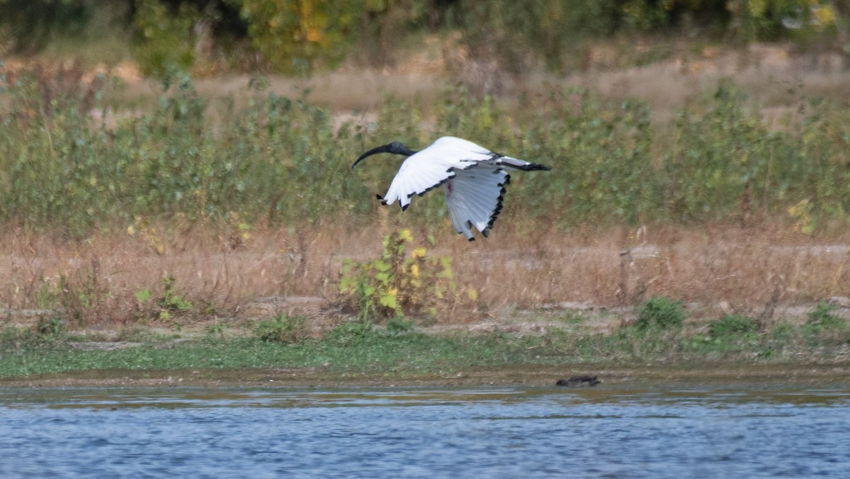 African Sacred Ibis - ML609983519