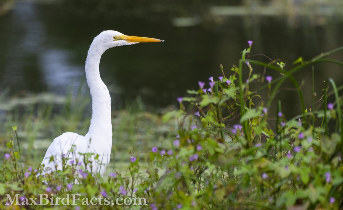 Great Egret (American) - ML609983564