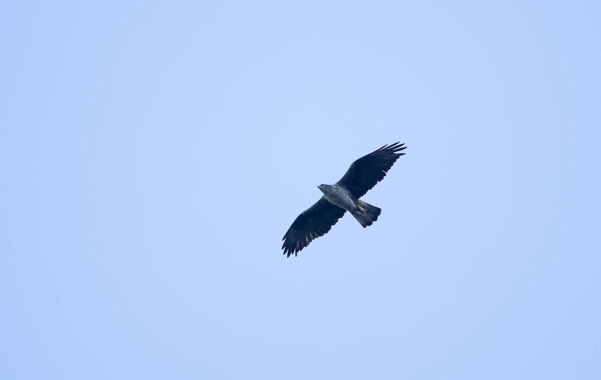 白腹鵰 - ML609983574