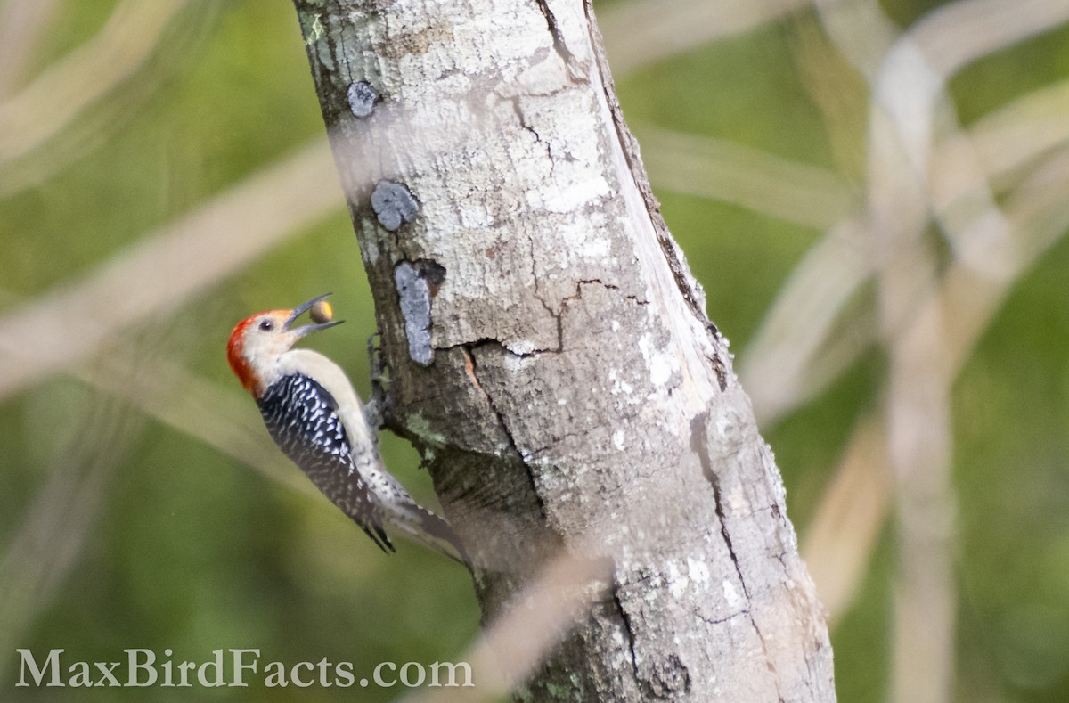 Red-bellied Woodpecker - Maxfield Weakley