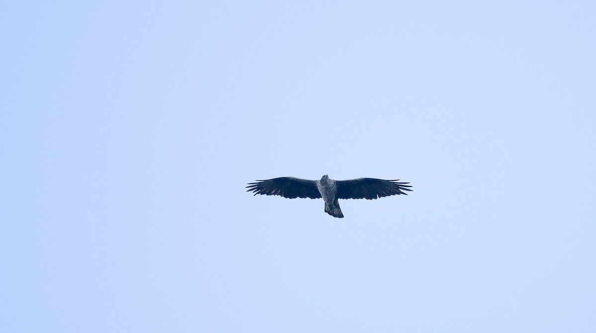 白腹鵰 - ML609983581