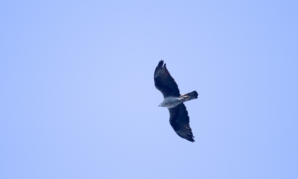 白腹鵰 - ML609983598