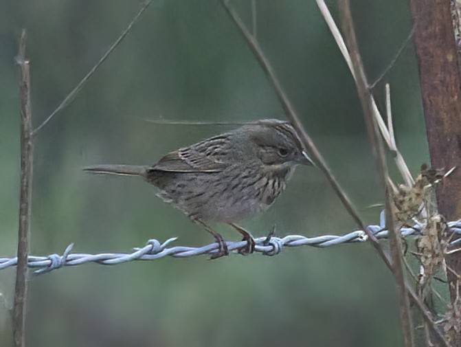 Lincoln's Sparrow - ML609983607