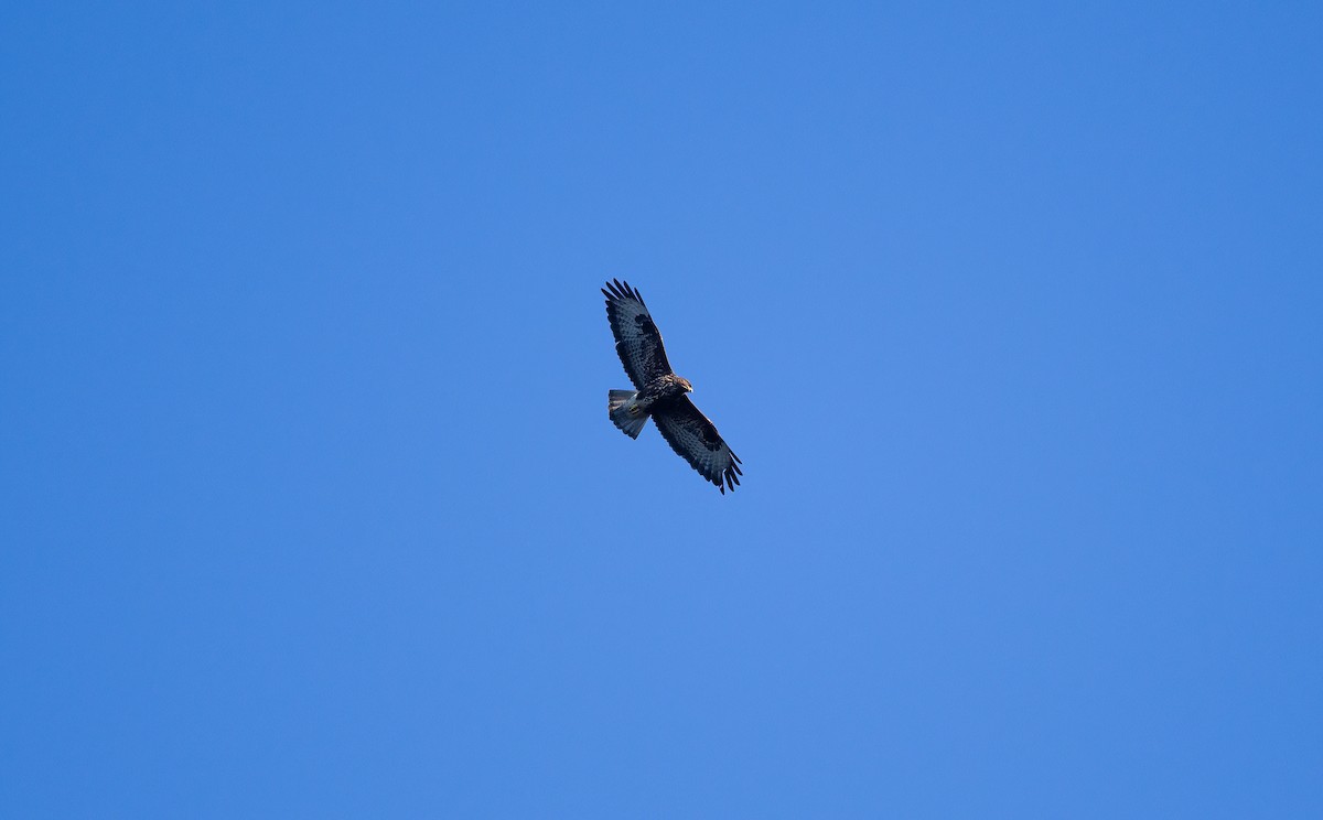 歐亞鵟 - ML609983619