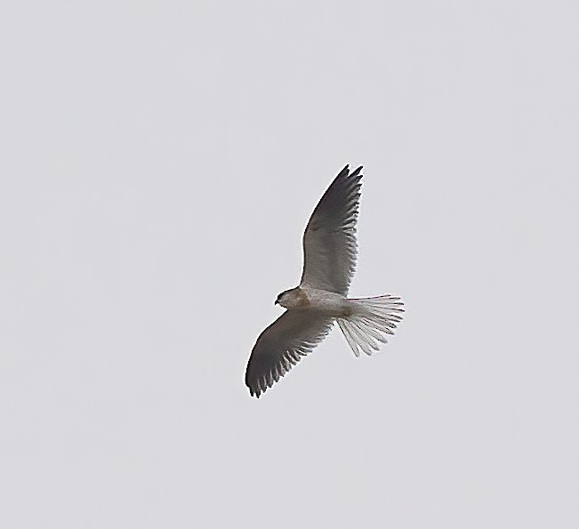 White-tailed Kite - ML609983649
