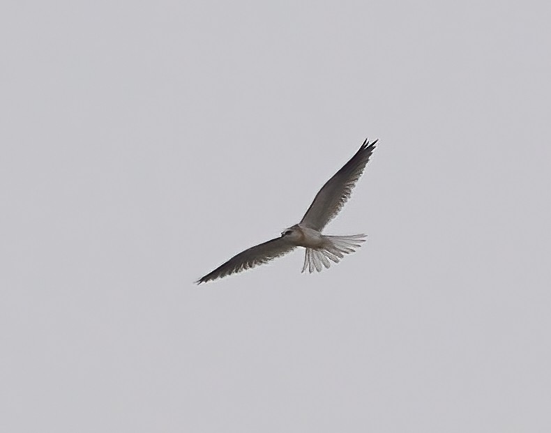 White-tailed Kite - ML609983650