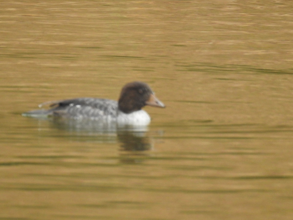 Barrow's Goldeneye - ML609983707