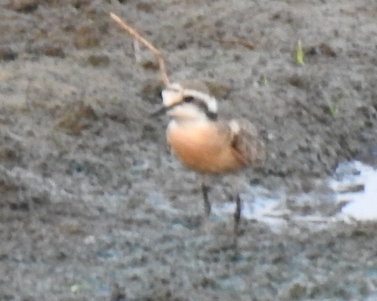 Kittlitz's Plover - Clare Mateke