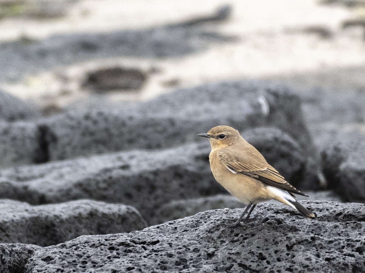 Northern Wheatear - ML609983757