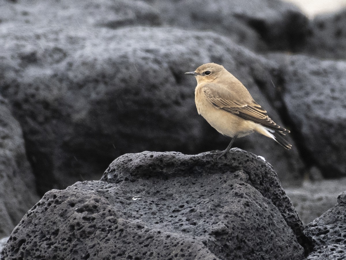 Northern Wheatear - ML609983758