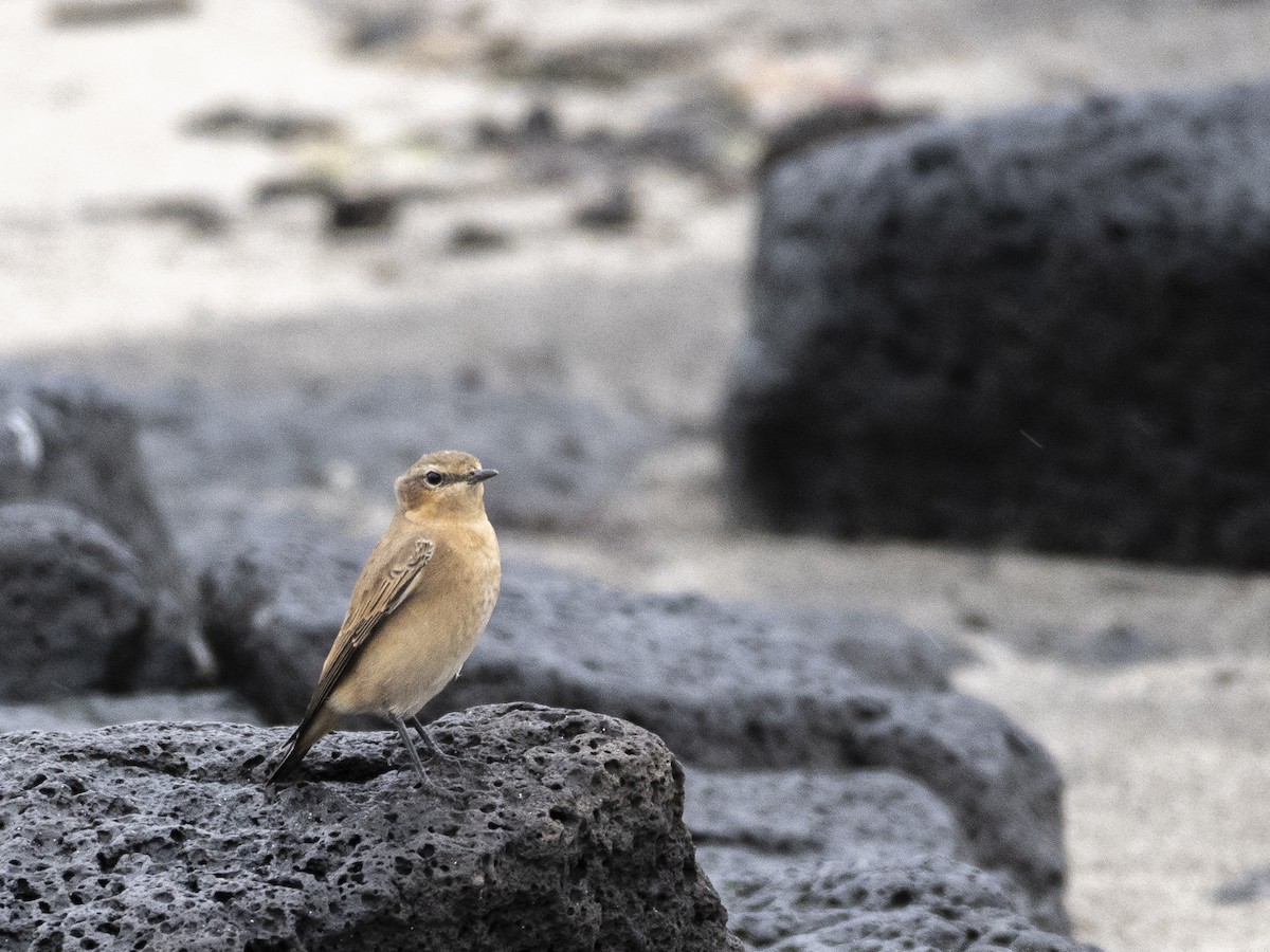 Northern Wheatear - ML609983759