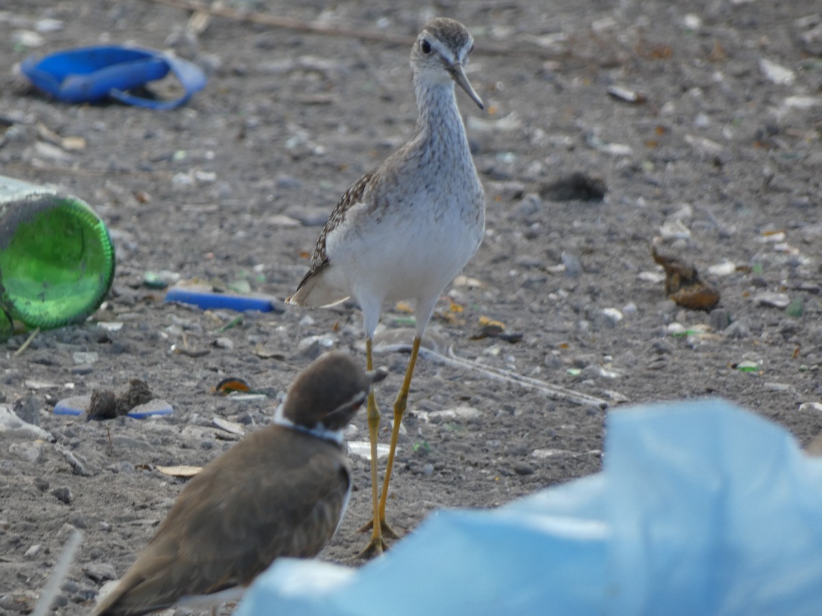 Lesser Yellowlegs - ML609983785