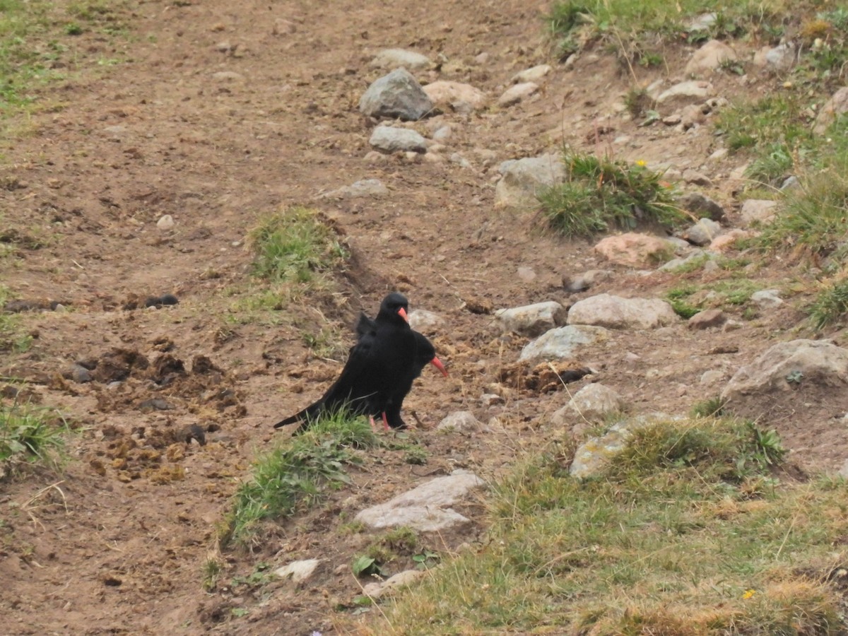 Red-billed Chough - ML609983798