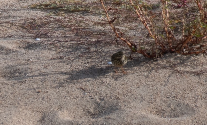 Water Pipit - artie ahier