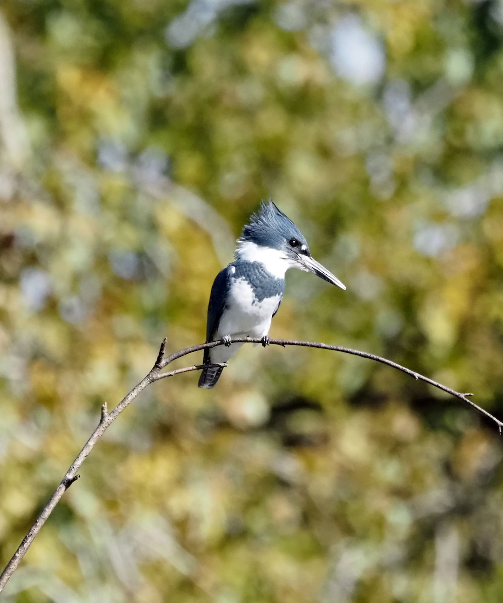 Belted Kingfisher - ML609983801