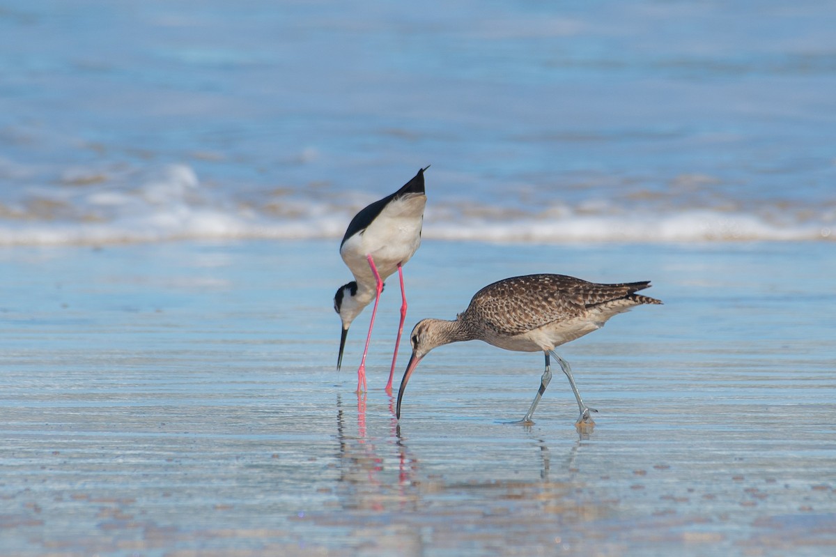 Whimbrel - Roberto Dall Agnol