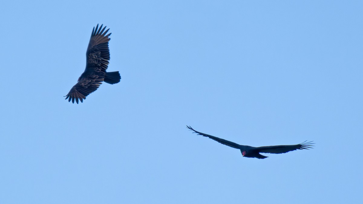 Turkey Vulture - ML609983829