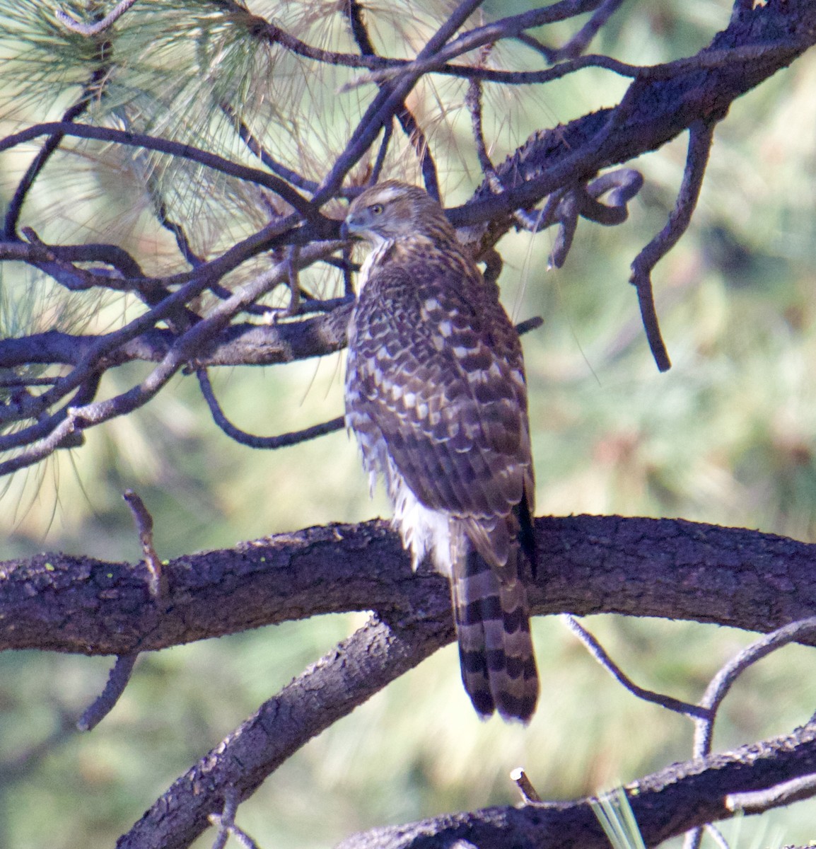 American Goshawk - ML609983834