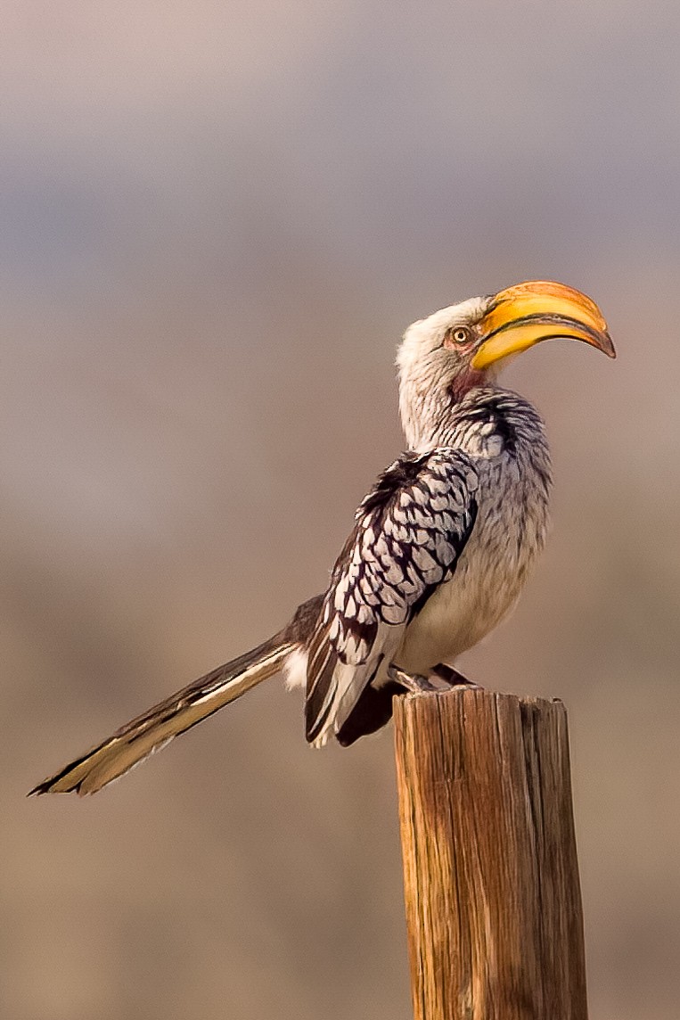 Southern Yellow-billed Hornbill - ML609983840