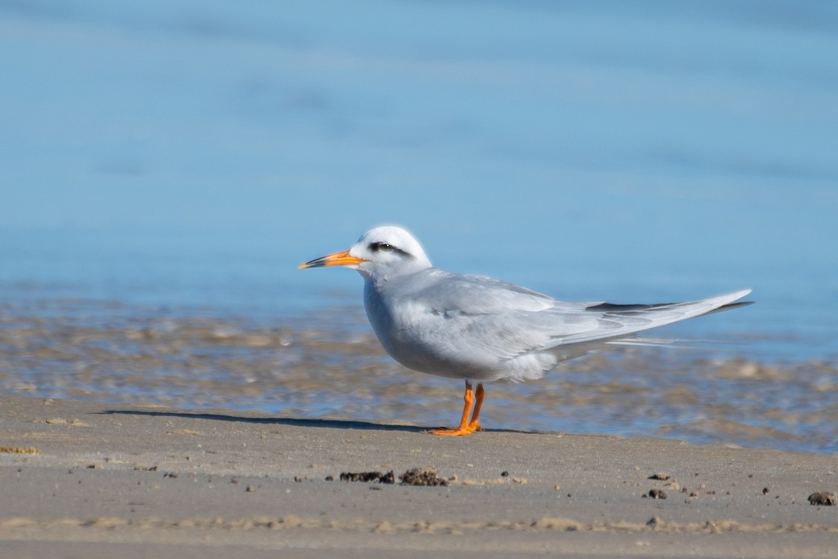 Snowy-crowned Tern - Roberto Dall Agnol