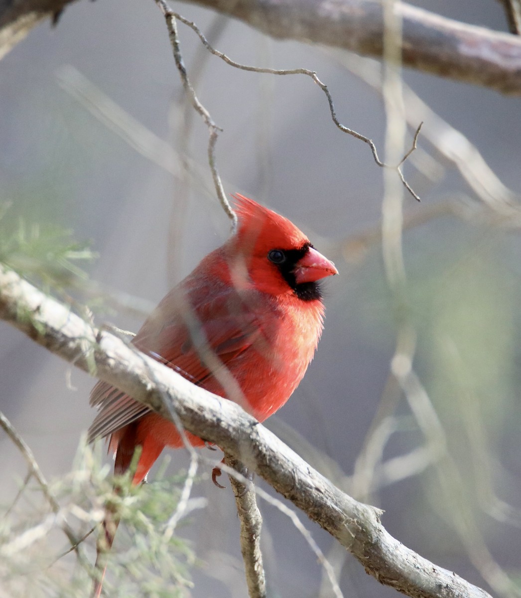 Northern Cardinal - Stacy Elliott