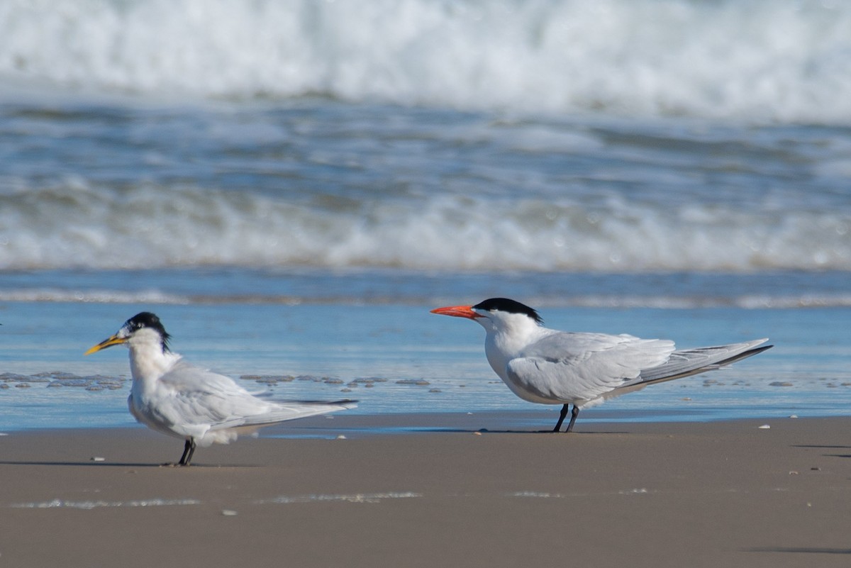 Royal Tern - Roberto Dall Agnol