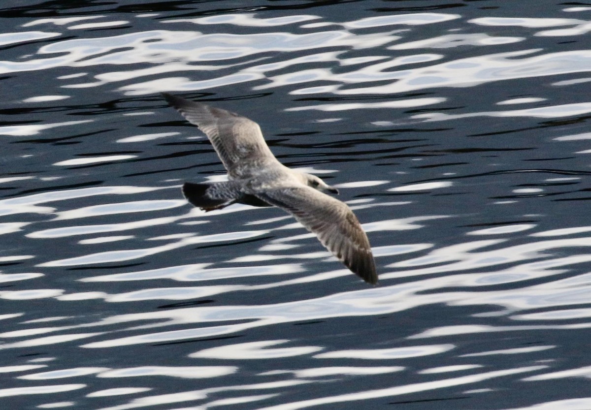 Herring Gull (American) - ML609983877