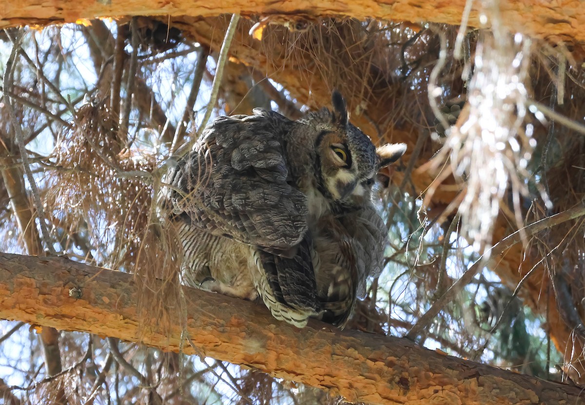 Great Horned Owl - ML609983895