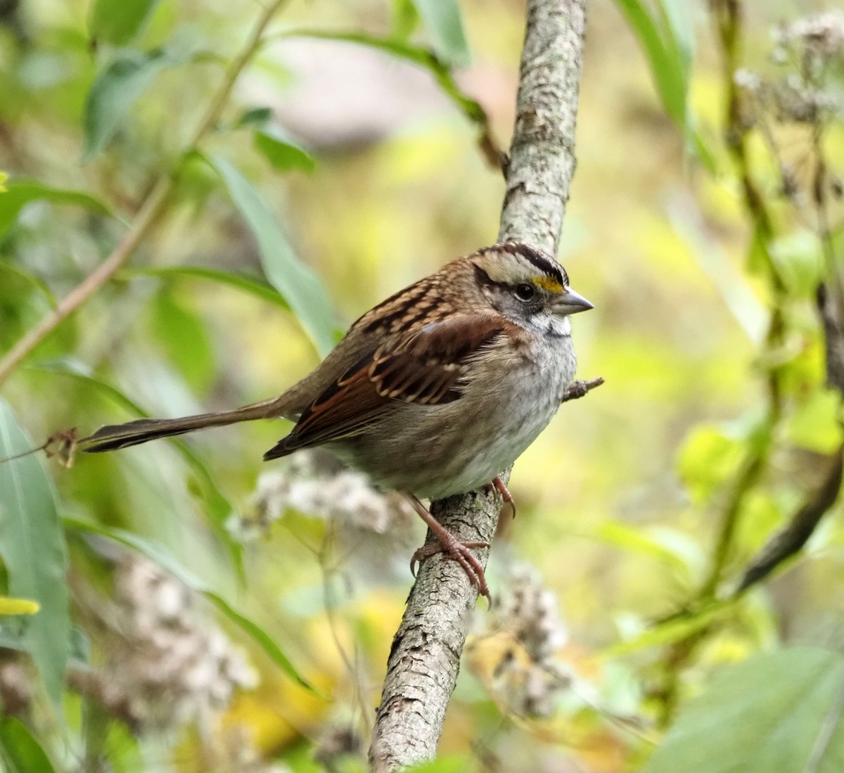 White-throated Sparrow - Wendy Conrad