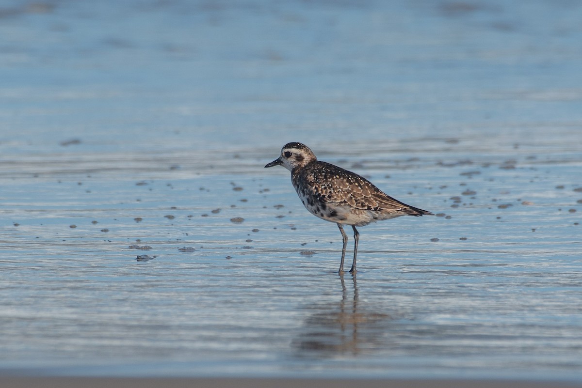 Black-bellied Plover - ML609983958