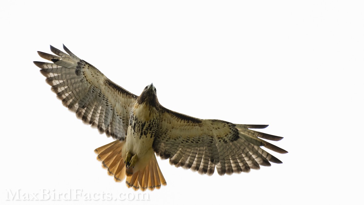 Red-tailed Hawk (umbrinus) - ML609984041
