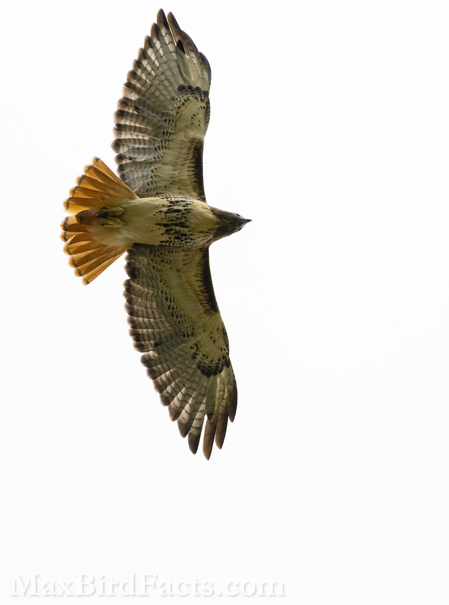 Red-tailed Hawk (umbrinus) - ML609984045