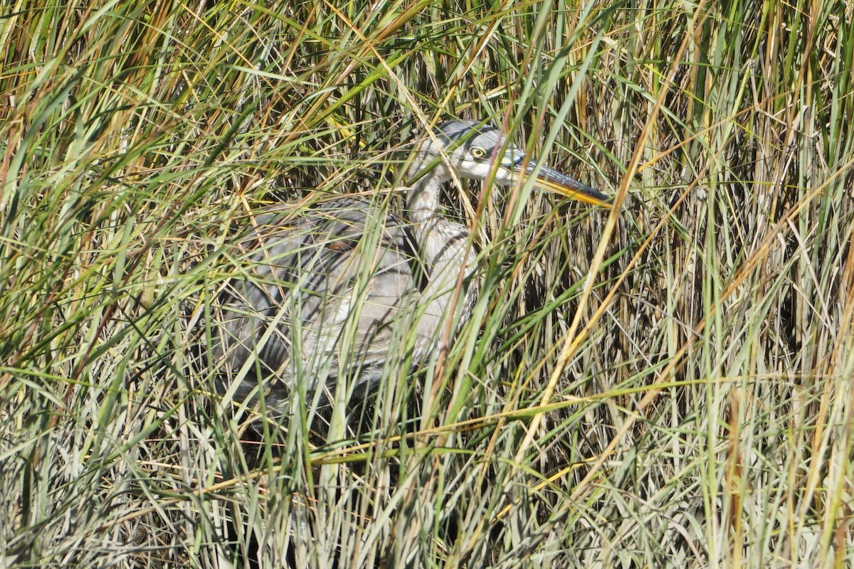 Great Blue Heron - ML609984199