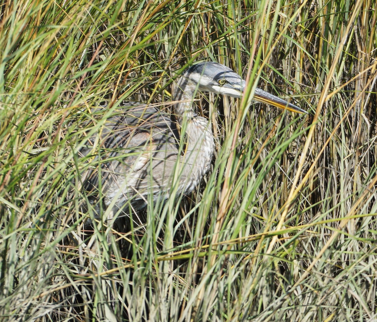 Great Blue Heron - ML609984200