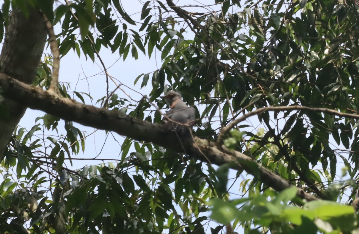 Red-chested Cuckoo - ML609984235