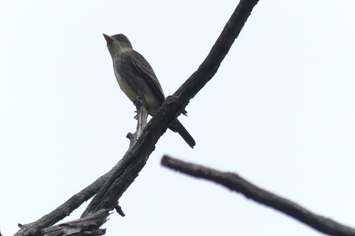 Olive-sided Flycatcher - ML609984245