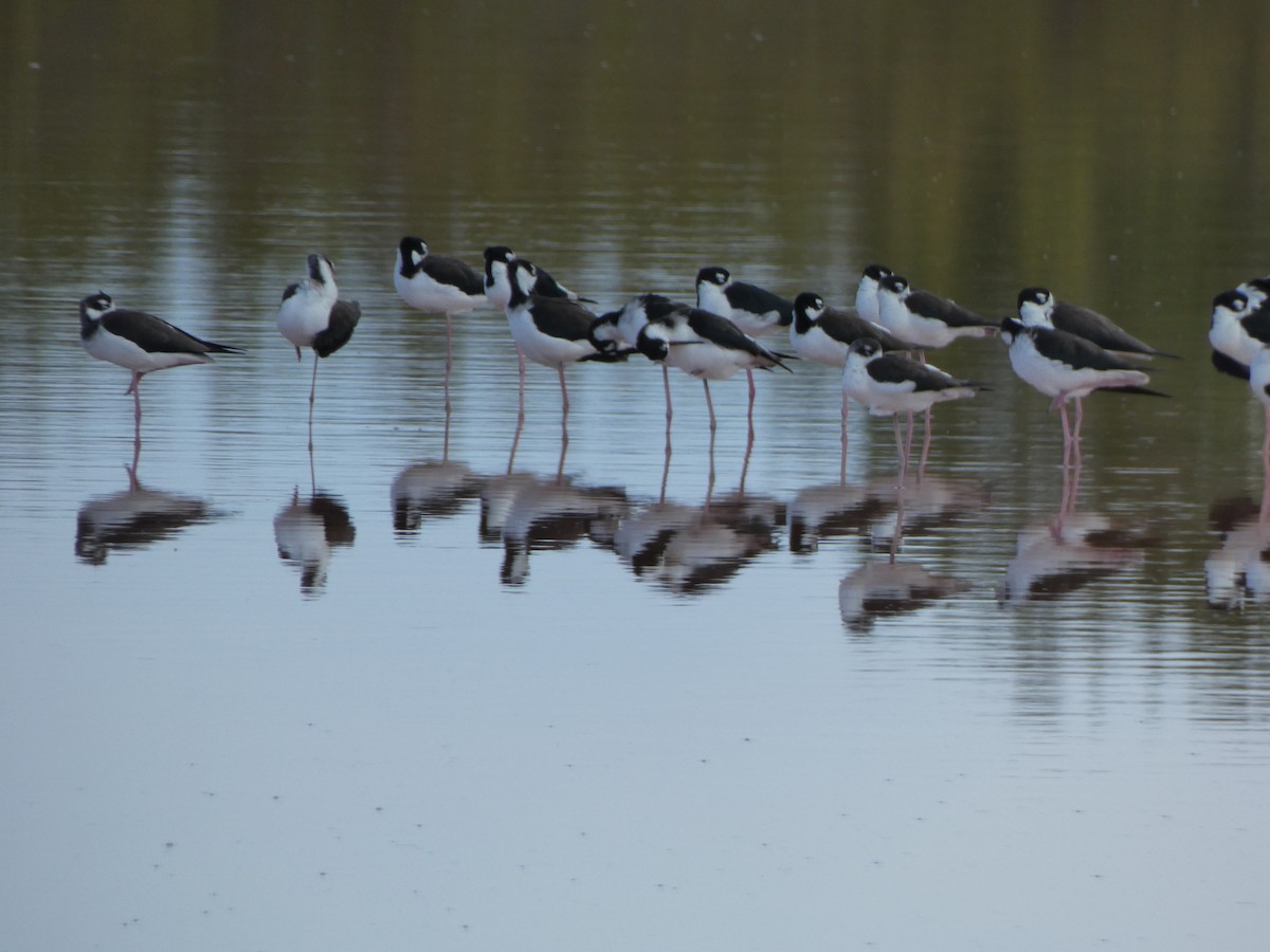 Black-necked Stilt - ML609984261