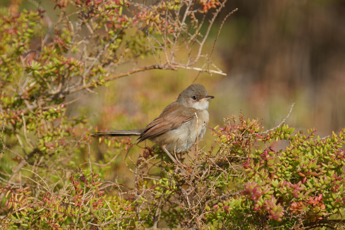 Spectacled Warbler - ML609984268