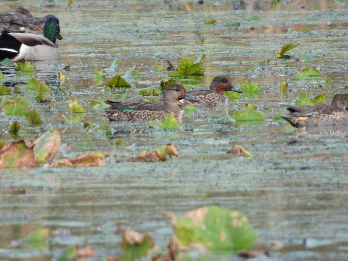 Green-winged Teal - ML609984321