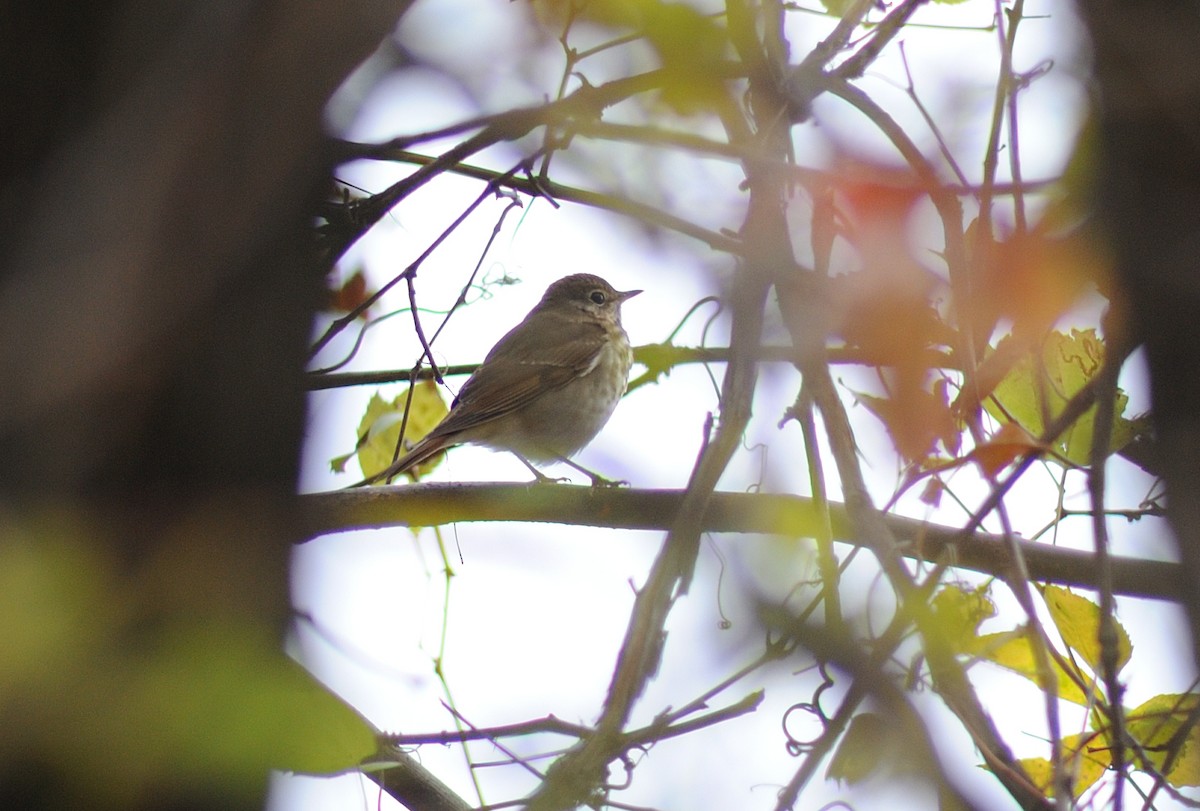 Hermit Thrush - ML609984343