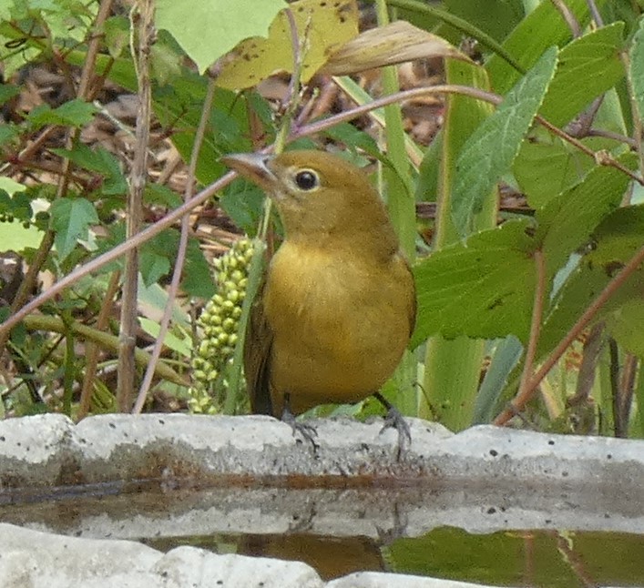 Summer Tanager - ML609984344